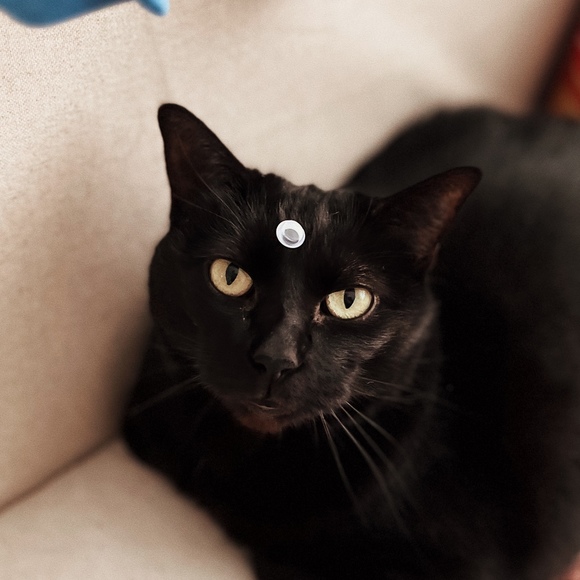 Meet your Posher, Émilie - Picture 1 of 1